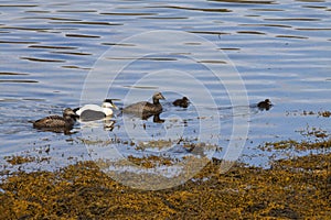 Image of common eider,a typical sea-duck of iceland