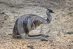 Image of common emu Dromaius novaehollandiae on nature background. Birds. Animals photo
