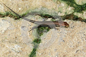 Image of a common garden skink & x28;Scincidae& x29; on the floor. Reptile
