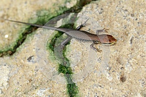 Image of a common garden skink Scincidae on the floor. Reptile