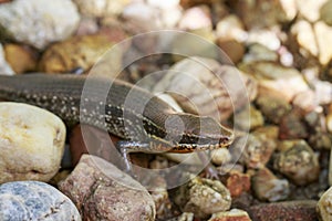 Image of a common garden skink Scincidae on the rock. Reptile.