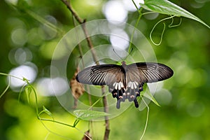 Image of The Common Mormon butterfly Papilio polytes romulus.