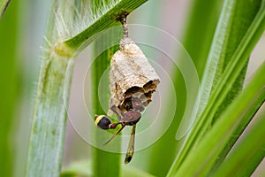 Image of Common Paper Wasp Ropalidia fasciata.