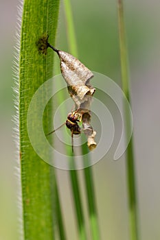 Image of Common Paper Wasp Ropalidia fasciata and wasp nest.