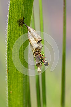 Image of Common Paper Wasp Ropalidia fasciata and wasp nest on