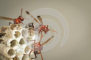 Image of Common Paper Wasp / Ropalidia fasciata and wasp nest on nature background. Insect. Animal