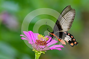 Image of Common Rose Butterfly on nature background. Insect