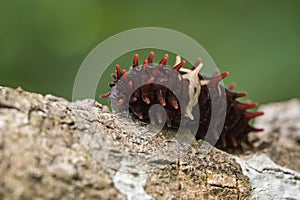 Image of Common rose caterpillar.