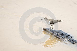 Image of Common Sandpiper bird Actitis hypoleucos looking for food in the swamp on nature background. Bird. Animals