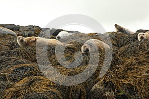 Image of common seals relaxing