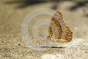 Image of common yeoman butterflyCirrochroa tyche rotundata on the ground. Insects. Animals