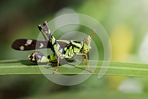 Image of Conjoined Spot Monkey-grasshopper male, Erianthus ser