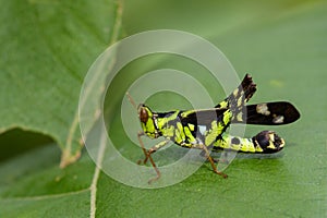 Image of Conjoined Spot Monkey-grasshopper male.