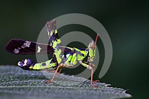Image of Conjoined Spot Monkey-grasshopper male.