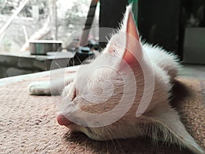 Lonely White Cat Lying Down | White Cat Sleeping Alone