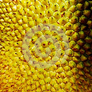 Jackfruit peel texture for background