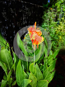 Yellow king humbert plant and flower looks beautiful.