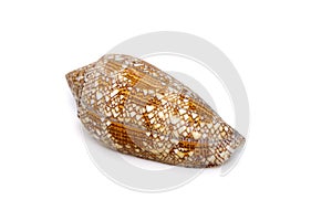 Image of conus omaria patonganus sea shell is a species of sea snail, a marine gastropod mollusk in the family Conidae, the cone