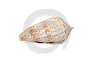 Image of conus tessulatus, common name the tessellated cone, is a species of sea snail, a marine gastropod mollusk in the family