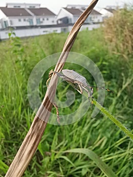 Coreid leaf footed bug climbing on the creeping weed plant.