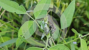 Coreid leaf footed bug climbing on the creeping weed plant.