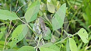 Coreid leaf footed bug climbing on the creeping weed plant.