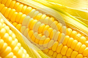 Image of Corn ears