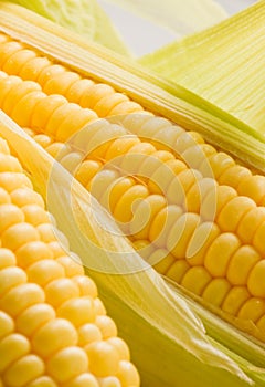 Image of Corn ears