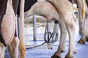 Image of cow milking facility, Milking cow with milking machine and mechanized milking equipment photo