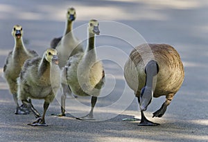 Image of a crazy family of Canada geese on a road