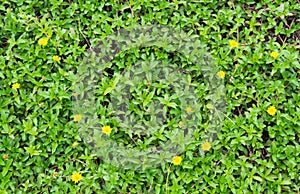 image of Creeping daisy in the garden.