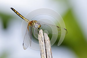 Image of crimson dropwing dragonfly femaleTrithemis aurora