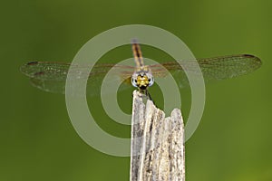 Image of crimson dropwing dragonfly femaleTrithemis aurora