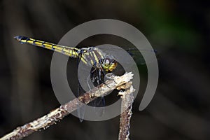 Image of crimson dropwing dragonflyfemale