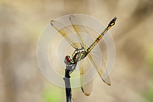 Image of crimson dropwing dragonflyfemale/Trithemis aurora.