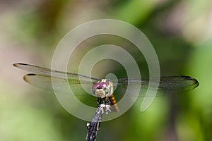 Image of crimson dropwing dragonflyfemale/Trithemis aurora.