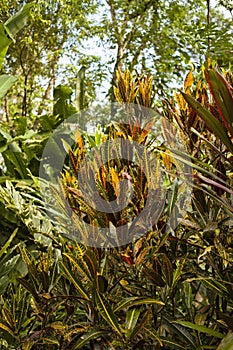 Image of Croton plant. Costa Rica gardens.