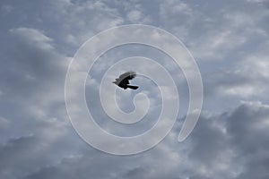 Crow perching on the street electric pole cable.