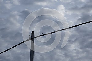 Crow perching on the street electric pole cable.