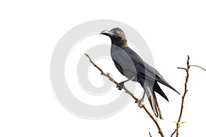 Image of crows on a branch isolated on white background. Birds. Wild Animals