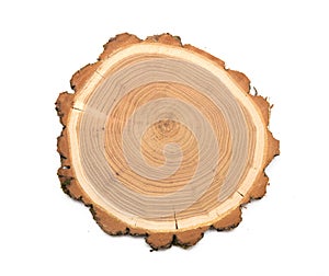 Acacia - A slice of wood representing profile of cut tree. oak