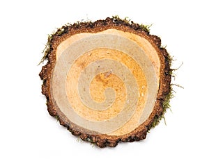 Birch - A slice of wood representing profile of cut tree. oak