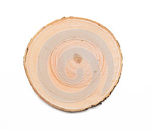 A slice of wood representing profile of cut tree. oak