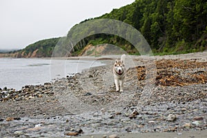 Image of cute Beige and white Siberian Husky dog running on the beach at seaside