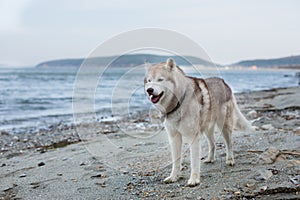 Image of cute Beige and white Siberian Husky dog standing on the beach.