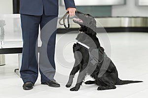 Image of a cute black dog for detecting drugs at the airport standing near the customs guard