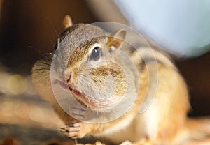 Image of a cute funny chipmunk eating something