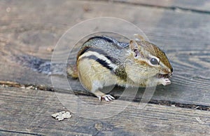 Image of a cute funny chipmunk eating something