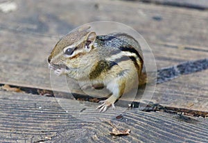 Image of a cute funny chipmunk eating something