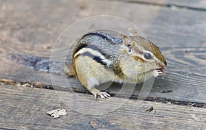 Image of a cute funny chipmunk eating something